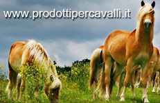 www.prodottipercavalli.it