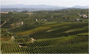 Alto Monferrato, antiche vigne e vini pregiati